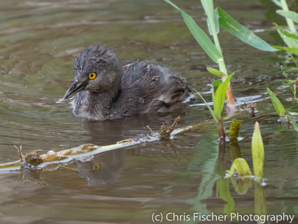 Least Grebe, Macaw Lodge, Costa Rica