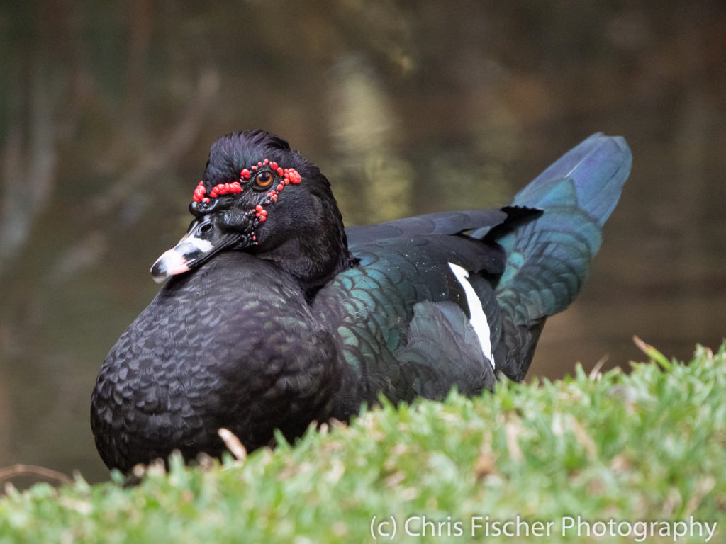 Muscovy Duck, Macaw Lodge, Costa Rica