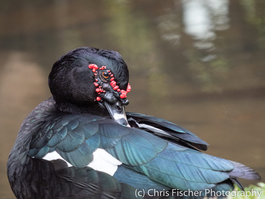 Muscovy Duck, Macaw Lodge, Costa Rica