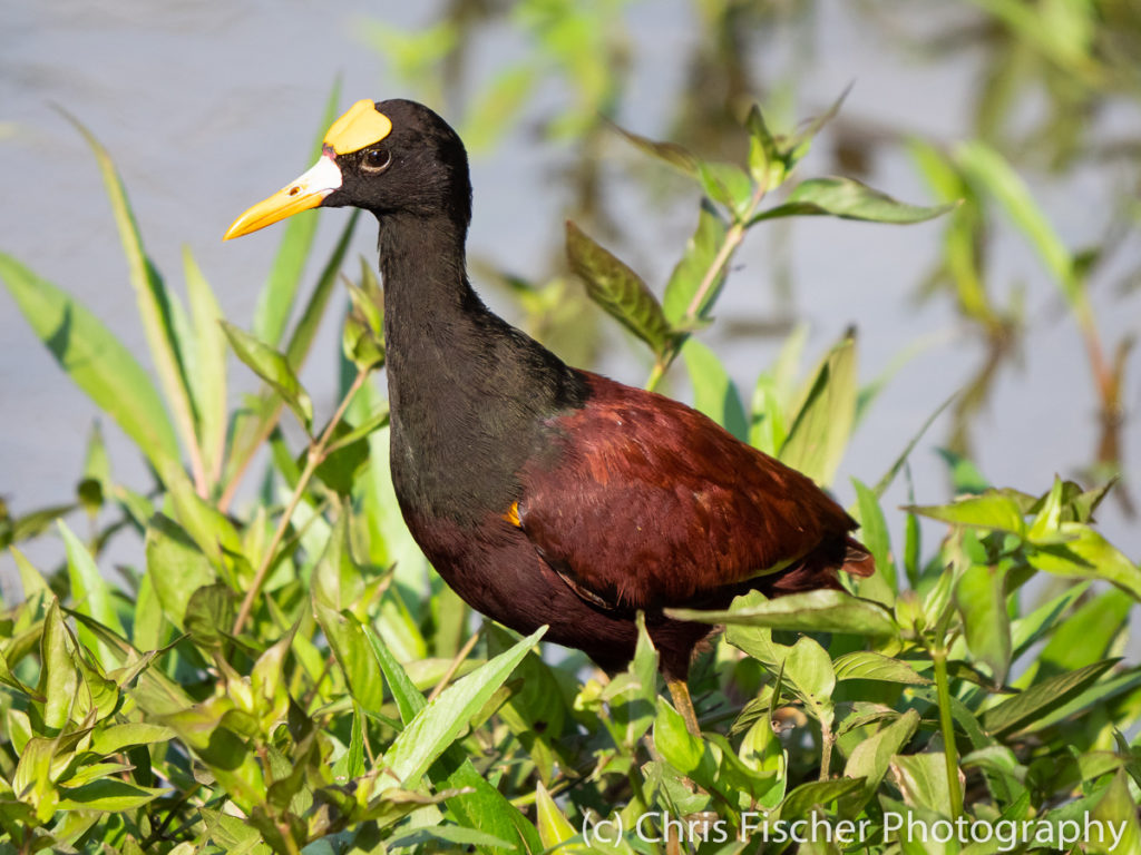 Northern Jacana, Macaw Lodge, Costa Rica