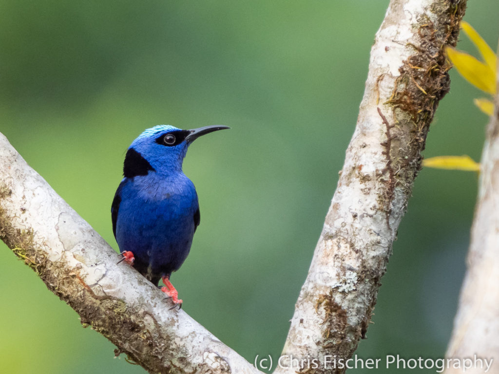 Red-legged Honeycreeper, Macaw Lodge, Costa Rica