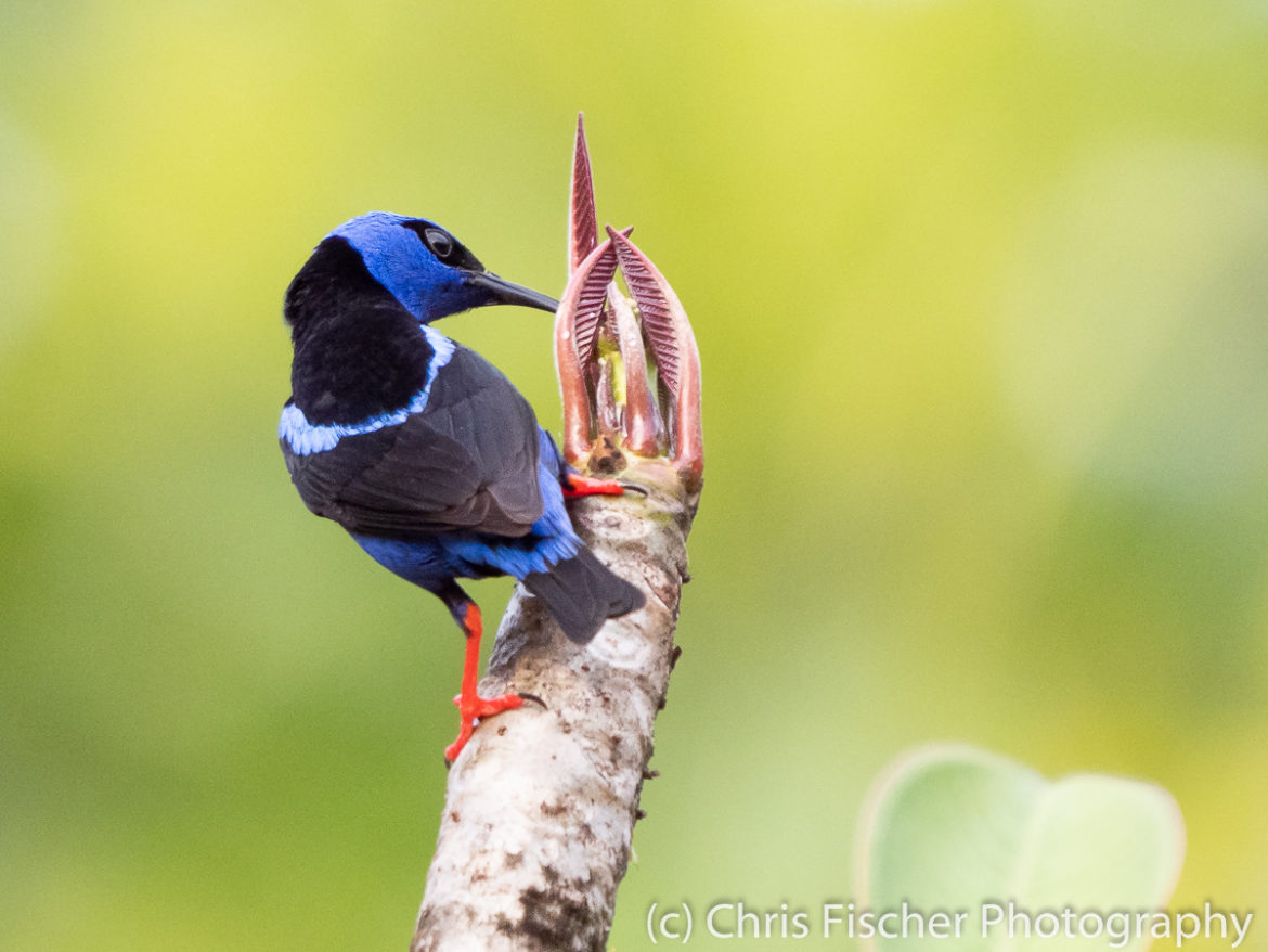 Red-legged Honeycreeper, Macaw Lodge, Costa Rica