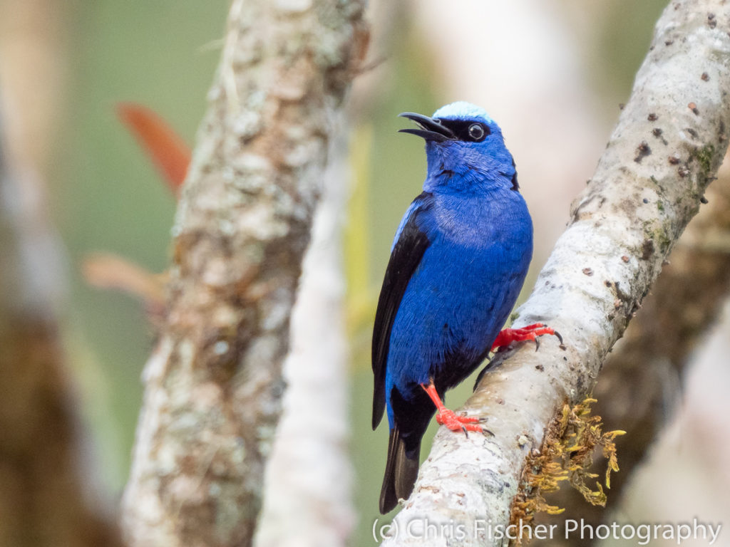 Red-legged Honeycreeper, Macaw Lodge, Costa Rica