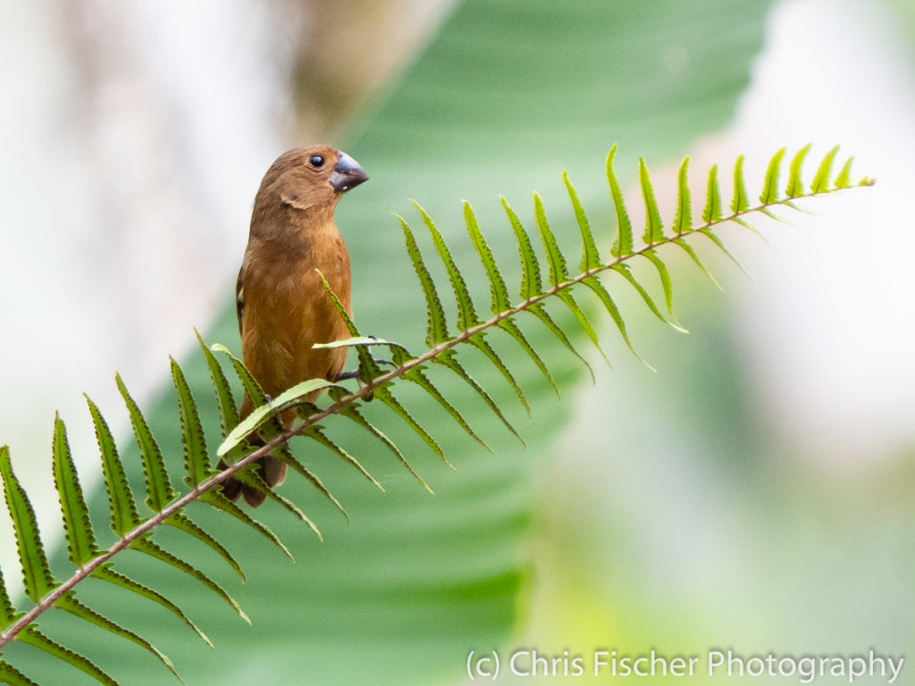 Thick-billed Seed-Finch, Macaw Lodge, Costa Rica