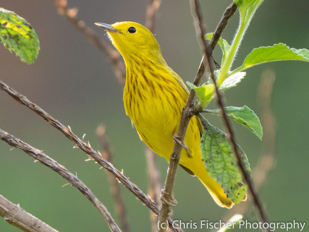 Yellow Warbler, Macaw Lodge, Costa Rica